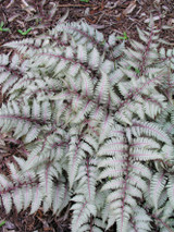 Athyrium niponicum 'Silver Falls'
