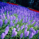 Muscari Armeniacum