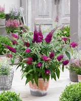 Buddleia Sugar Plum