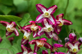Epimedium x rubrum