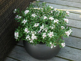 Daphne Eternal Fragrance P15