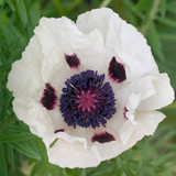 Papaver orientale 'Royal Wedding'