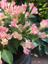 Weigela All Summer Peach