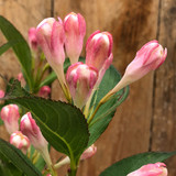 Weigela All Summer Peach