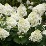 Hydrangea Paniculata Silver Dollar