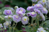 Geranium Summer Skies