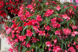 Begonia Funky Pink (Garden Ready)