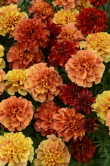 Marigold Strawberry Blonde (Garden Ready)