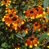 Rudbeckia hirta Prairie Glow