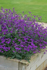 Verbena Santos Purple (Maxi Plugs)