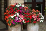 Impatiens (Buzy Lizzie) Beacon Mix F1