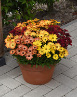 Osteospermum Sunset Shades (Garden Ready)