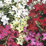 Nicotiana Perfume Mixed (Maxi Plugs)