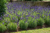 33 Lavender Blue Spear (Maxi Plugs)