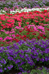 Phlox 21st Century (Garden Ready)