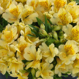 Alstroemeria Inticancha Cabana (Compact Habit)