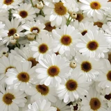 Argyranthemum Grandaisy Ivory White