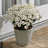 Argyranthemum Grandaisy Ivory White