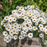 Argyranthemum Grandaisy Ivory White