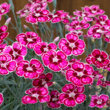 Dianthus Hardy Flutterburst