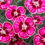 Dianthus Hardy Flutterburst