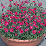 Dianthus Hardy Flutterburst