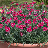 Dianthus Hardy Flutterburst