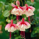 Fuchsia El Camino