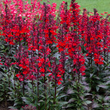 Lobelia Starship Scarlet