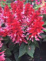 Salvia Gigantimo Pink Kisses