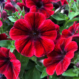 Petunia Sweetunia Fiona Flash