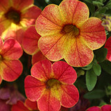 Calibrachoa Calita Apricot Shades