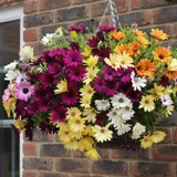 Osteospermum Erato Basket Mixed