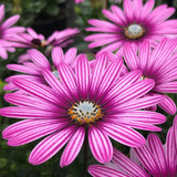 Osteospermum Special Erato Purple Stripes