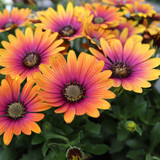 Osteospermum Special Erato Purple Glow