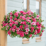 Petunia Tumbelina Cherry Ripple