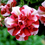 Petunia Tumbelina Cherry Ripple