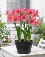 Amaryllis Sonatini Sweet Sixteen