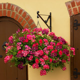 Geranium Ivy Leaf Mix (14inch Rattan Basket)