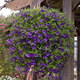 Calibrachoa Double Can Can Deep Blue