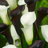 Zantedeschia White (Calla Lily)