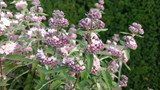 Caryopteris clandonensis 'Stephi'