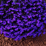 Lobelia Crystal Palace (Garden Ready)