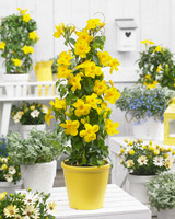 Mandevilla Yellow