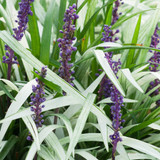 Liriope muscari Okina