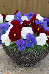 Pansy Britannia Mixed (Garden Ready)