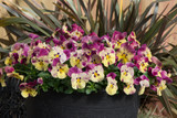 Trailing Pansy Cool Wave Raspberry Swirl