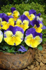 Pansy Morpheus (Garden Ready)