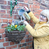 Trailing Pansy Cool Wave (Pre-Planted Basket)