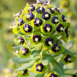 Euphorbia characias 'Black Pearl'